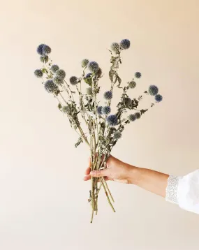 Blue Globe Thistle