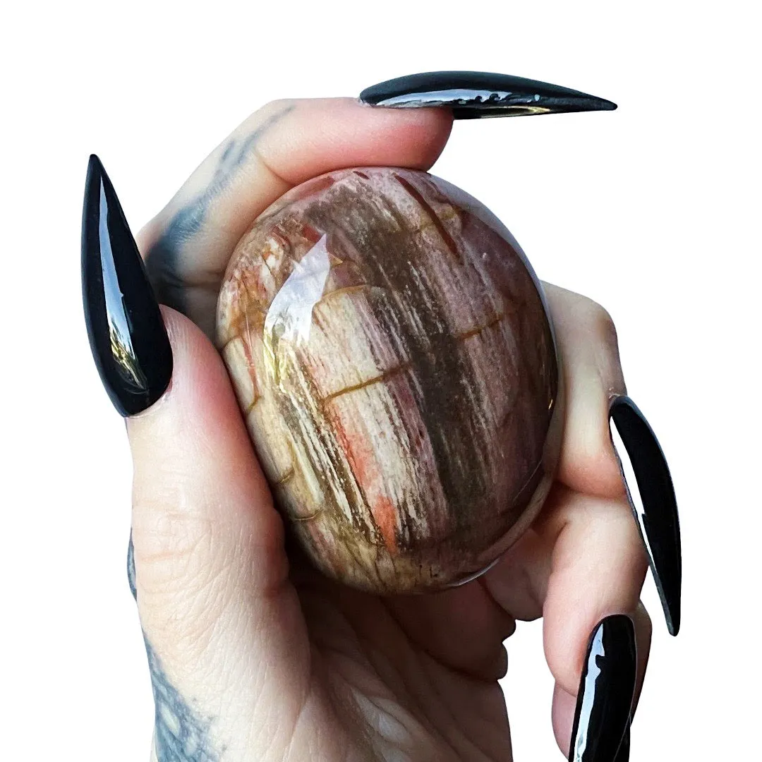 Petrified Wood Palm Stone