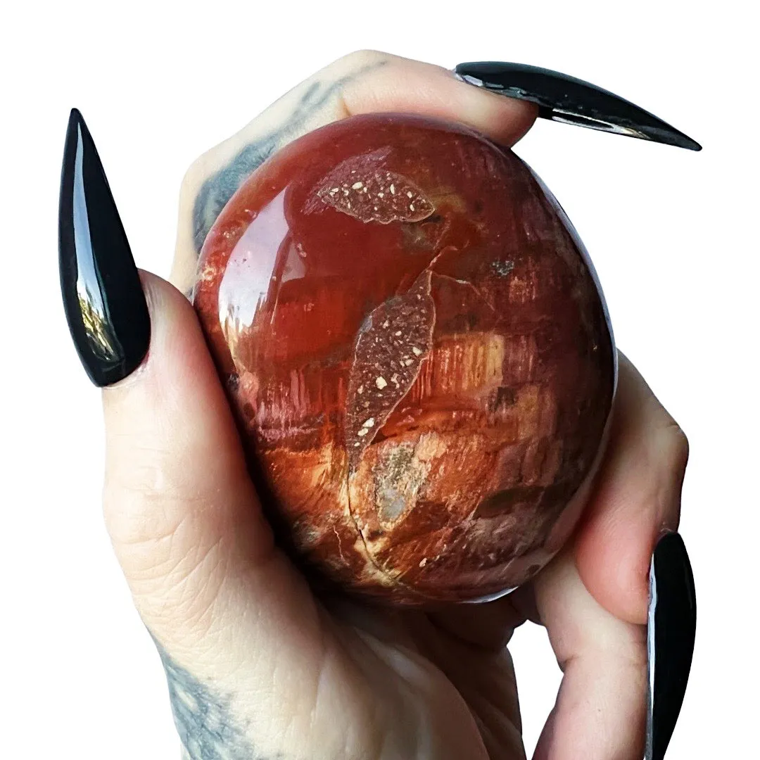 Petrified Wood Palm Stone